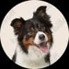 Pets at Home
